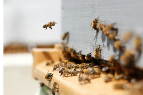 Brenčanja v mestu: Čebelji pridelki za naše zdravje