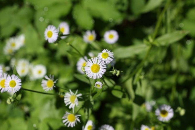 Enoletna suholetnica (Erigeron annuus)