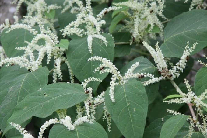 Japonski dresnik (Fallopia japonica)