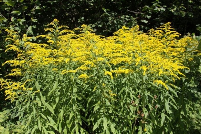 Kanadska zlata rozga (Solidago canadensis)