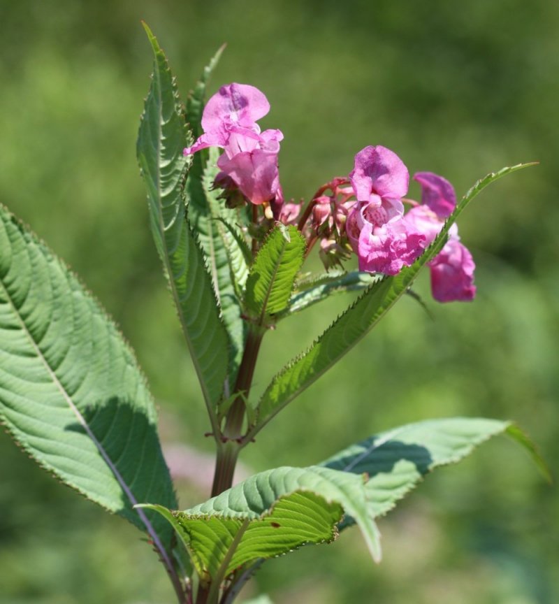 Žlezava nedotika (Impatiens glandulifera)